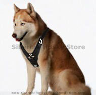 Exclusive Luxury Handcrafted Padded Leather Dog Harness