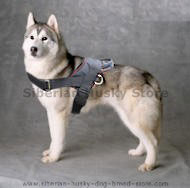 Siberian Husky Nylon multi-purpose dog harness for tracking