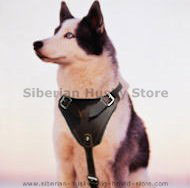 Quality Leather Dog Harness- for Siberian Husky