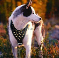 Siberian Husky Studded Walking dog harness- handmade harness