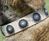 Akita Tan Leather Dog Collar & Silver Plated Circles Blue Stones
