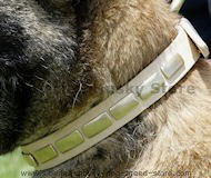 Leather Special Dog Collar With Plates for Siberian Husky