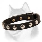 Awesome Studded Leather Dog Collar for Siberian Husky