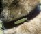 Excellent Id Name Tag Leather Husky Collar