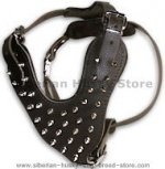 Spiked Walking/Training Harness for Siberian Husky