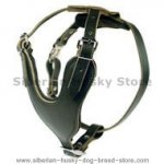 Tracking/Walking Leather Harness for Siberian Husky