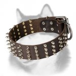 Gorgeous 2 inch Wide Spiked Leather Dog Collar for Siberian Husky