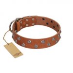 "Waltz of the Flowers" Handmade FDT Artisan Tan Leather Siberian Husky Collar with Chrome-plated Engraved Studs