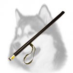 Training Siberian Husky Stick for Schutzhund
