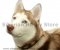 Leather Dog Collar for Siberian Husky