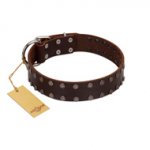 "Star Party" Handmade FDT Artisan Brown Leather Siberian Husky Collar with Silver-Like Studs
