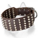 3 Inch Studded Latigo Leather Dog Collar for Siberian Husky