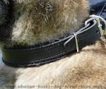Felt Padded Leather Collar for Siberian Collar