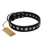 "Genteel Charm" FDT Artisan Black Leather Siberian Husky Collar with Silver-like Round Conchos