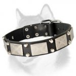 Designer Dog Collar Adorned with Nickel Plates and Cones for Siberian Husky, Akita, Malamute and Samoyed