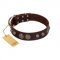 "Choco Brownie" FDT Artisan Brown Leather Siberian Husky Collar Adorned with Silver-Like Conchos