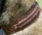 Handcrafted Wattled Leather Collar for Siberian Husky