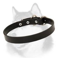 Leather Buckle Dog Collar for Siberian Husky