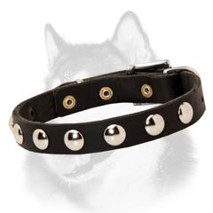 Awesome Studded Leather Dog Collar for Siberian Husky