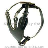 Tracking/Walking Leather Harness for Siberian Husky