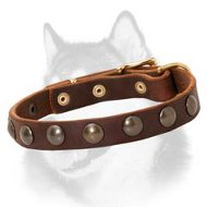 Deluxe Leather Dog Collar for Siberian Husky with Brass Adornment