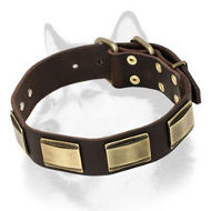 Designer Leather Dog Collar for Siberian Husky Adorned with Brass Plates