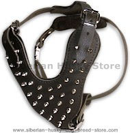Spiked Walking/Training Harness for Siberian Husky
