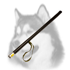 Training Siberian Husky Stick for Schutzhund