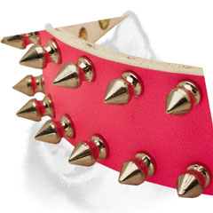 Shiny spikes of Siberian Husky collar