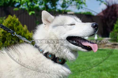 Designer collar for Husky with blue stones adornment