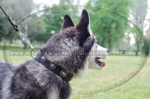 Designer dog collar with stylish adornment for Husky
