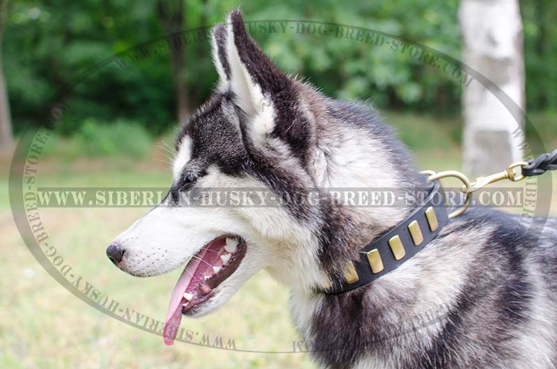 husky dog collars