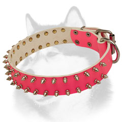 Spiked leather Siberian Husky collar