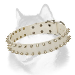Spiked leather Siberian Husky collar