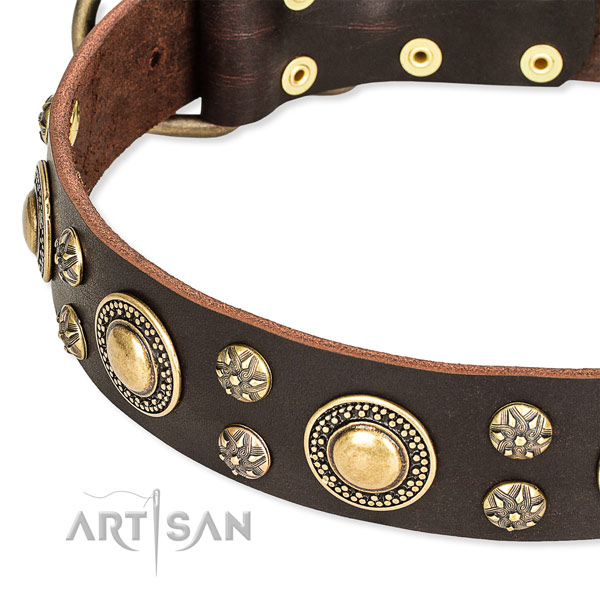 Leather dog collar with fashionable embellishments