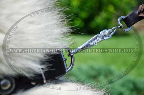 Fashion Husky collar with strong hardware