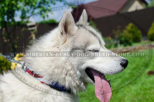 Fashion dog collar for Siberian Husky with handmade painting