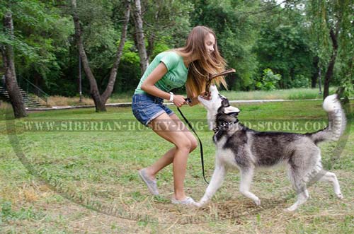 Handmade Husky collar for walking