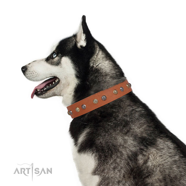 Full grain leather dog collar with corrosion resistant buckle and D-ring for everyday use