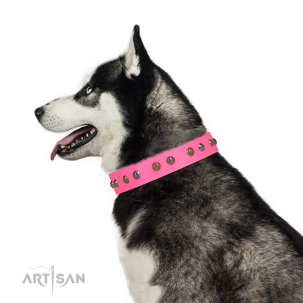 Walking adorned dog collar made of top notch genuine leather