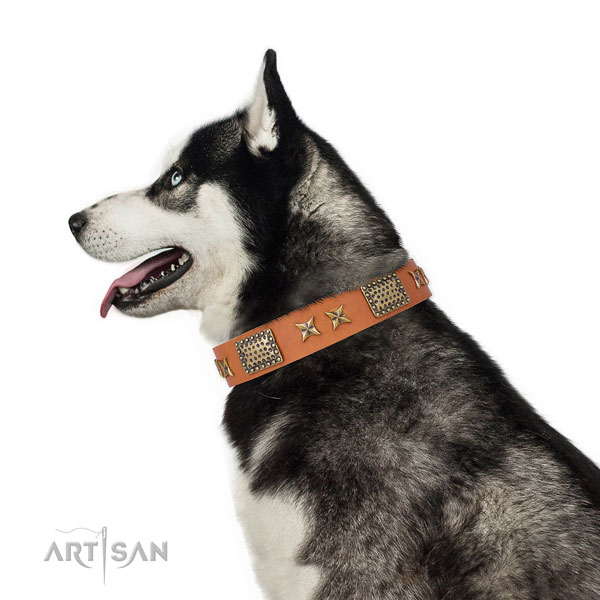 Everyday walking dog collar with awesome embellishments