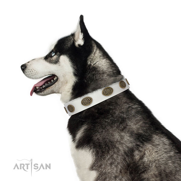 Unique studs on basic training full grain genuine leather dog collar