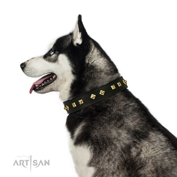 Unique studs on basic training full grain genuine leather dog collar