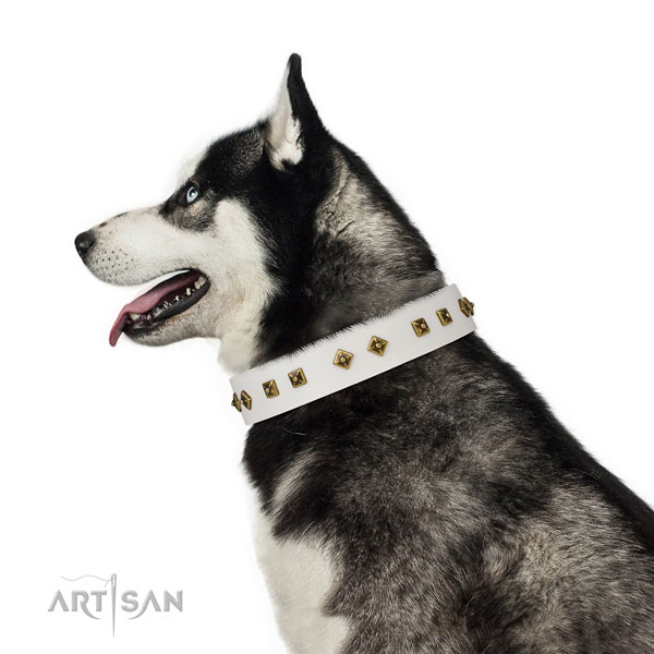 Exceptional decorations on stylish walking dog collar