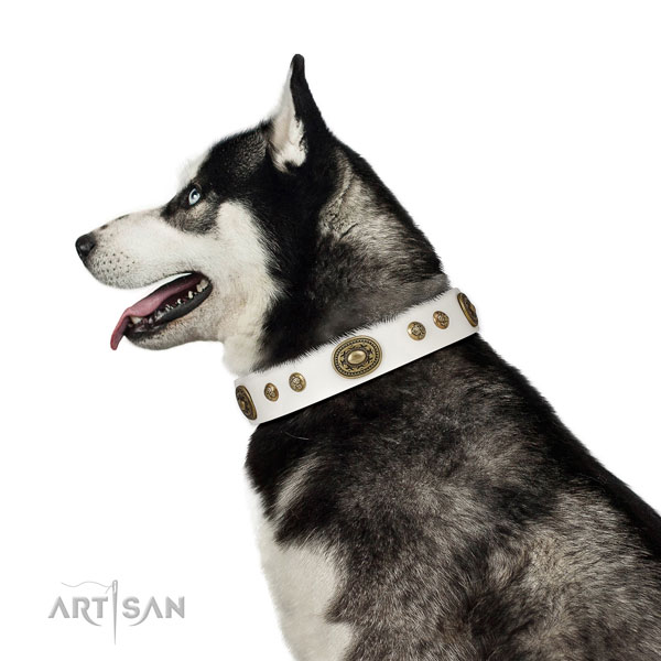 Top notch studs on everyday walking dog collar