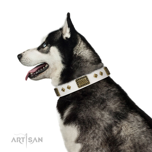 Stylish walking dog collar of natural leather with fashionable embellishments