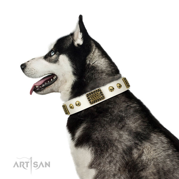 Corrosion proof hardware on leather dog collar for everyday walking