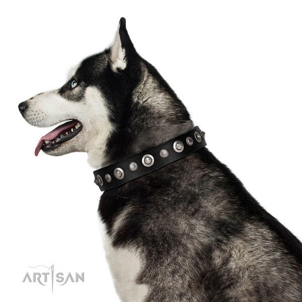 Quality full grain leather dog collar with exceptional embellishments