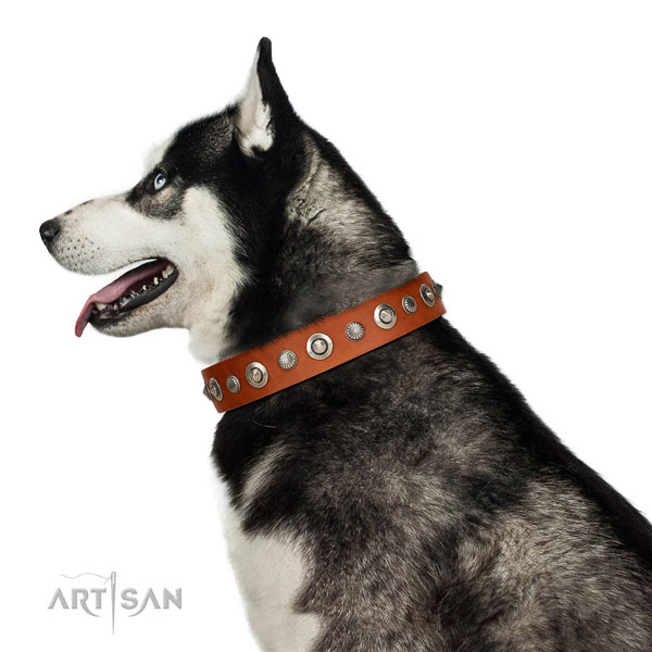 Fine quality natural leather dog collar with significant studs