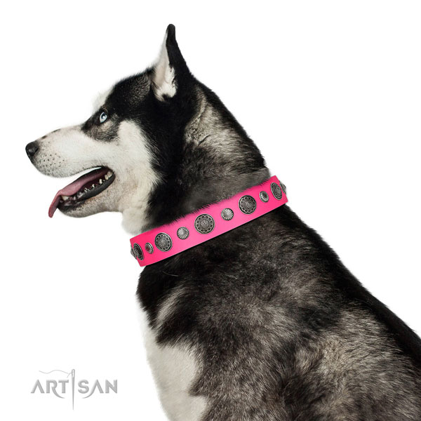 Embellished Full grain natural leather dog collar with corrosion proof fittings